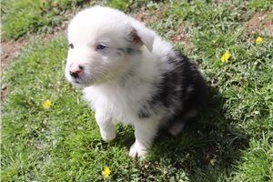 McCoy - Australian Shepherd for sale