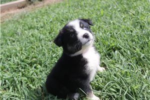 Jennifer - Australian Shepherd for sale