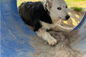 Diana - Australian Shepherd for sale