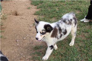 Elsie - Australian Shepherd for sale