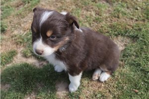 Peaches - Australian Shepherd for sale