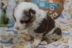 Lorenzo - Australian Shepherd for sale