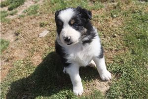 Paige - Australian Shepherd for sale