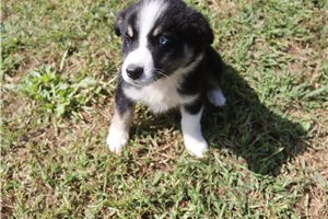 Jennifer - Australian Shepherd for sale