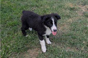 Heather - Australian Shepherd for sale
