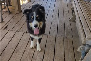 Luigi - Australian Shepherd for sale