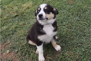 Kenny - Australian Shepherd for sale