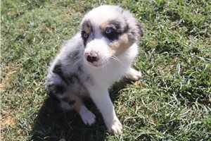 Elvira - Australian Shepherd for sale