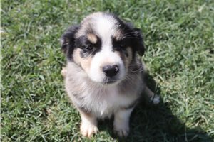 Astro - Australian Shepherd for sale
