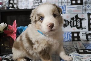 Ryan - puppy for sale