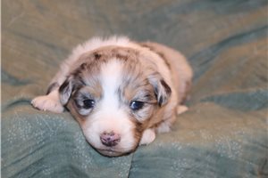 Finley - puppy for sale