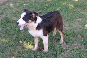 Jonny - Australian Shepherd for sale
