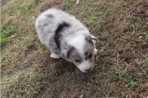 Dudley - puppy for sale