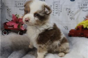 Landon - Australian Shepherd for sale