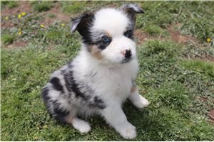 Crystal - puppy for sale
