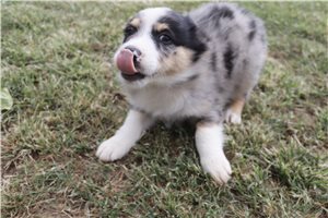 Atticus - Australian Shepherd for sale