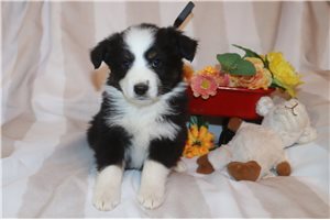 Hugo - Australian Shepherd for sale