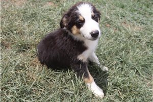 Johnny - Australian Shepherd for sale