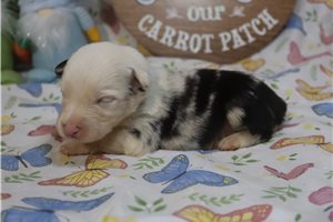 McCoy - Australian Shepherd for sale