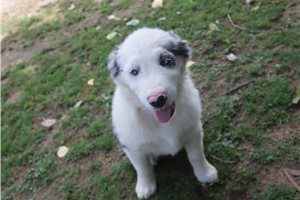 Potter - Australian Shepherd for sale