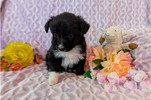Herman - Australian Shepherd for sale