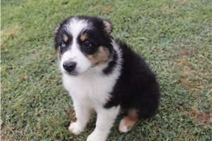 Myron - Australian Shepherd for sale