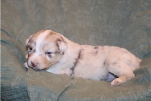 Fletcher - puppy for sale