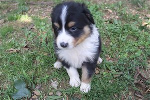 Maggie - Australian Shepherd for sale