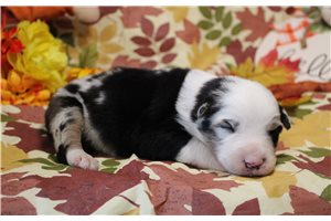 Santo - Australian Shepherd for sale