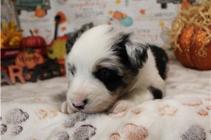Santo - Australian Shepherd for sale