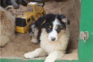 Ryan - Australian Shepherd for sale