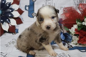 Joseph - puppy for sale