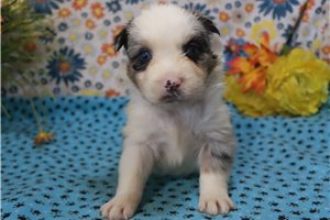 Crystal - Australian Shepherd for sale