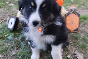 Saul - puppy for sale