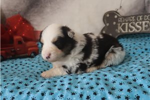 Kurt - puppy for sale