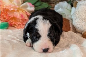 Hugo - puppy for sale
