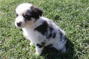 Elsie - Australian Shepherd for sale