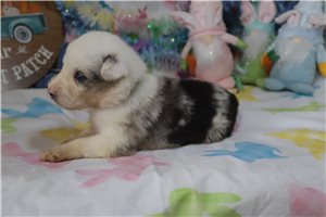 Potter - Australian Shepherd for sale