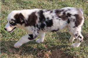 Elsie - Australian Shepherd for sale