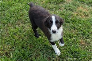 Heather - Australian Shepherd for sale