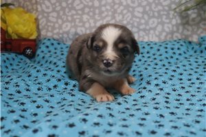 Atom - Australian Shepherd for sale