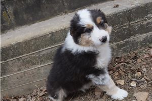 Bailey - puppy for sale