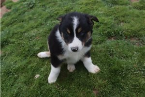 Phillip - Australian Shepherd for sale
