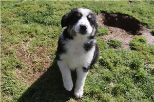 Paige - Australian Shepherd for sale