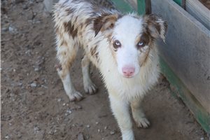Pheobe - puppy for sale