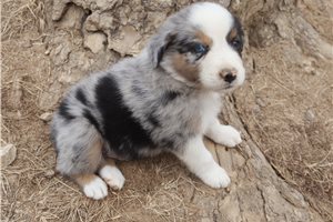 Ashe - Australian Shepherd for sale