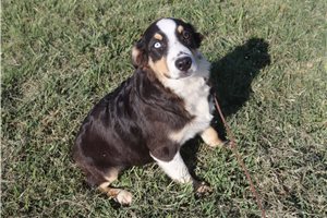 Kenny - Australian Shepherd for sale