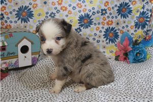 Joseph - Australian Shepherd for sale