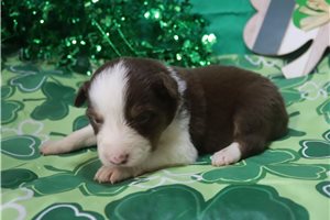Pixie - Australian Shepherd for sale