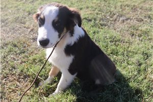 Johnny - Australian Shepherd for sale
